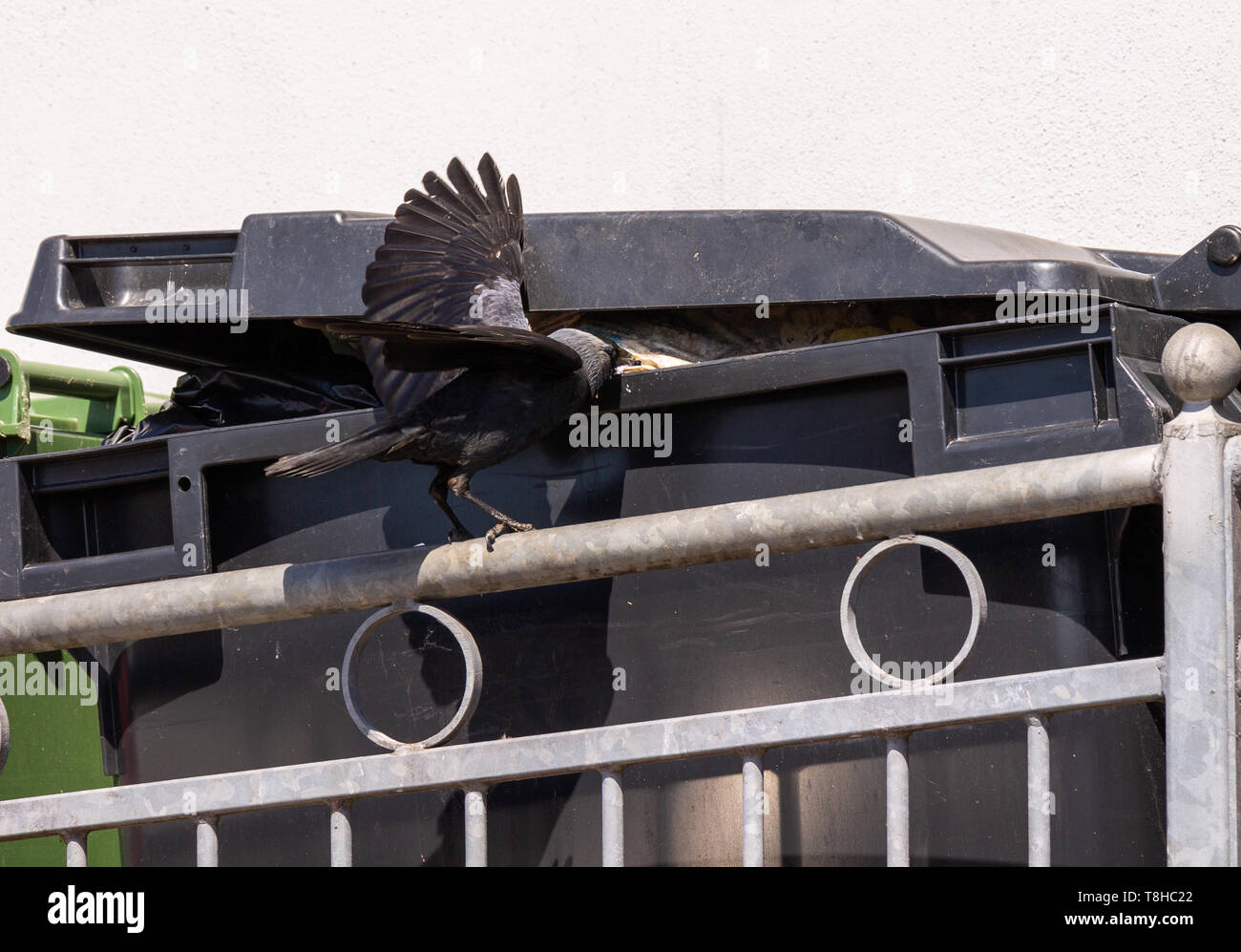 Bin raiding hires stock photography and images Alamy