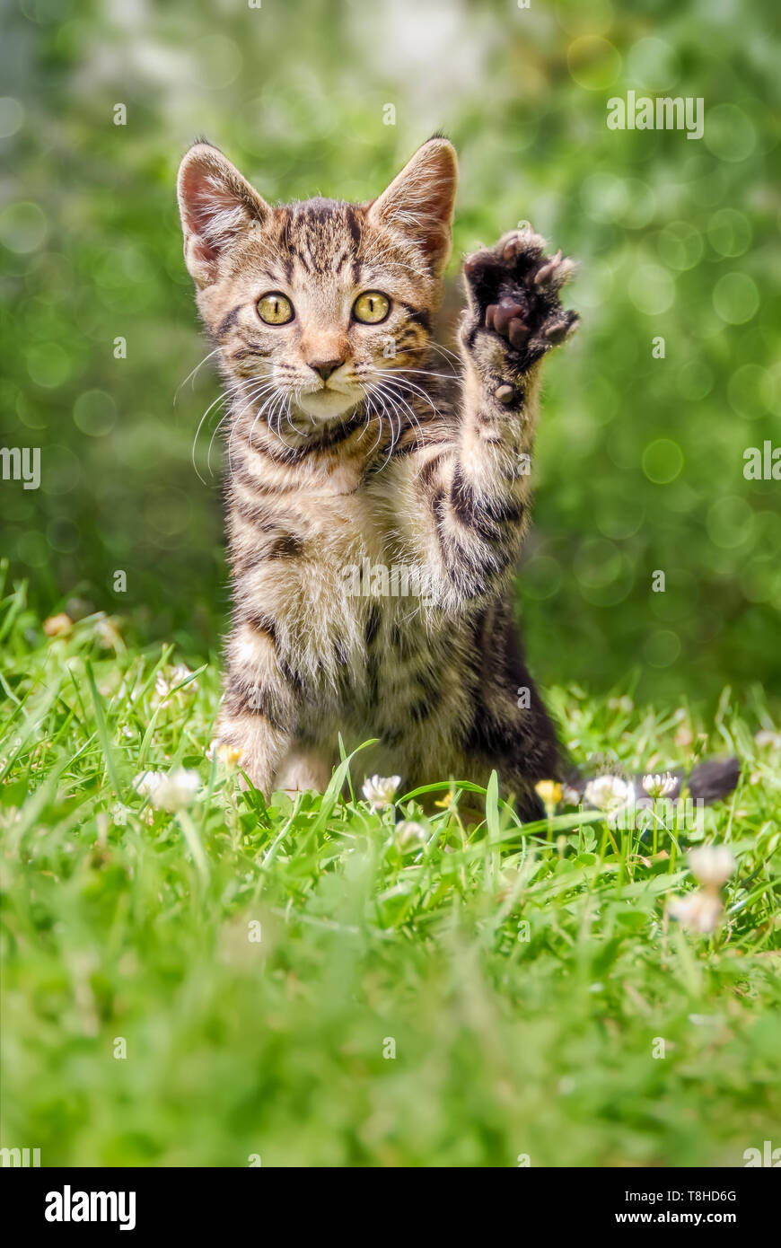 Cute tabby cat kitten sitting playfully on a green grass meadow in a garden holding up the left paw, a real beckoning cat pose, a sunny day in spring Stock Photo