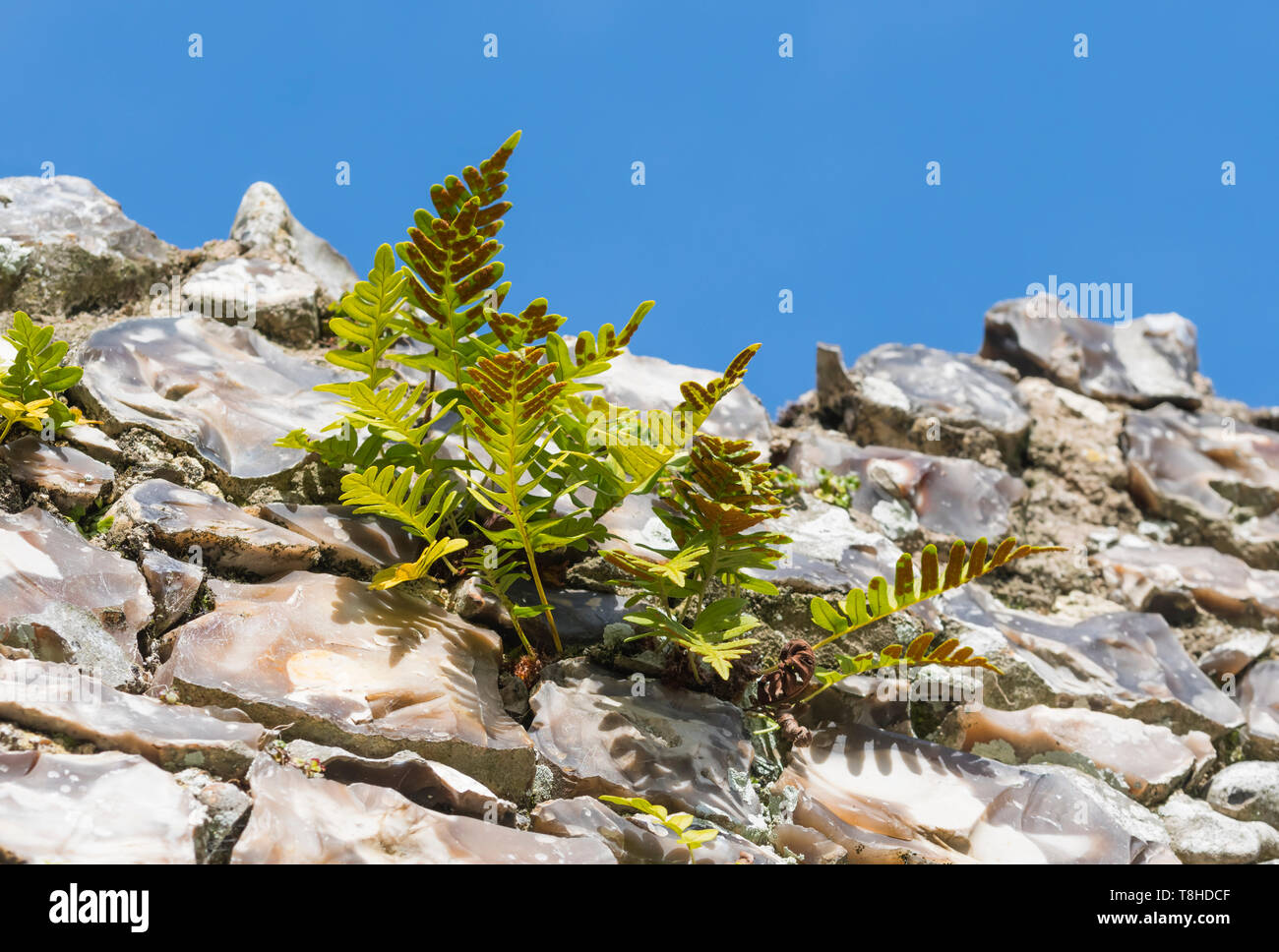 Polypody ferns (Polypodium fern, Polypodies, Rockcap ferns) growing out of an old stone wall in Winter (February) in West Sussex, England, UK. Stock Photo