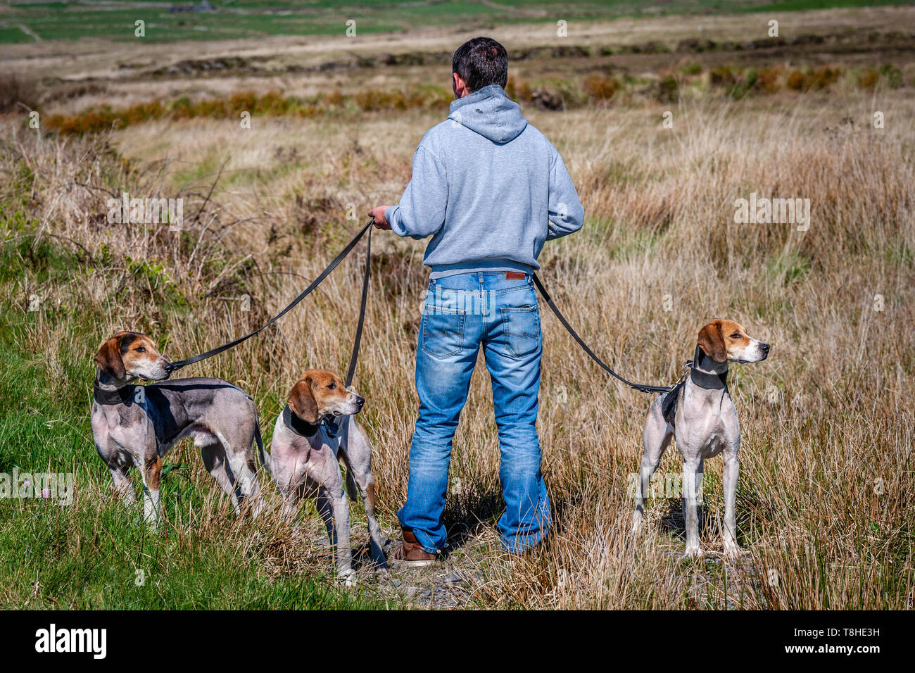 Drag Hunt race meeting, Valentia Island, County Kerry, Ireland Stock