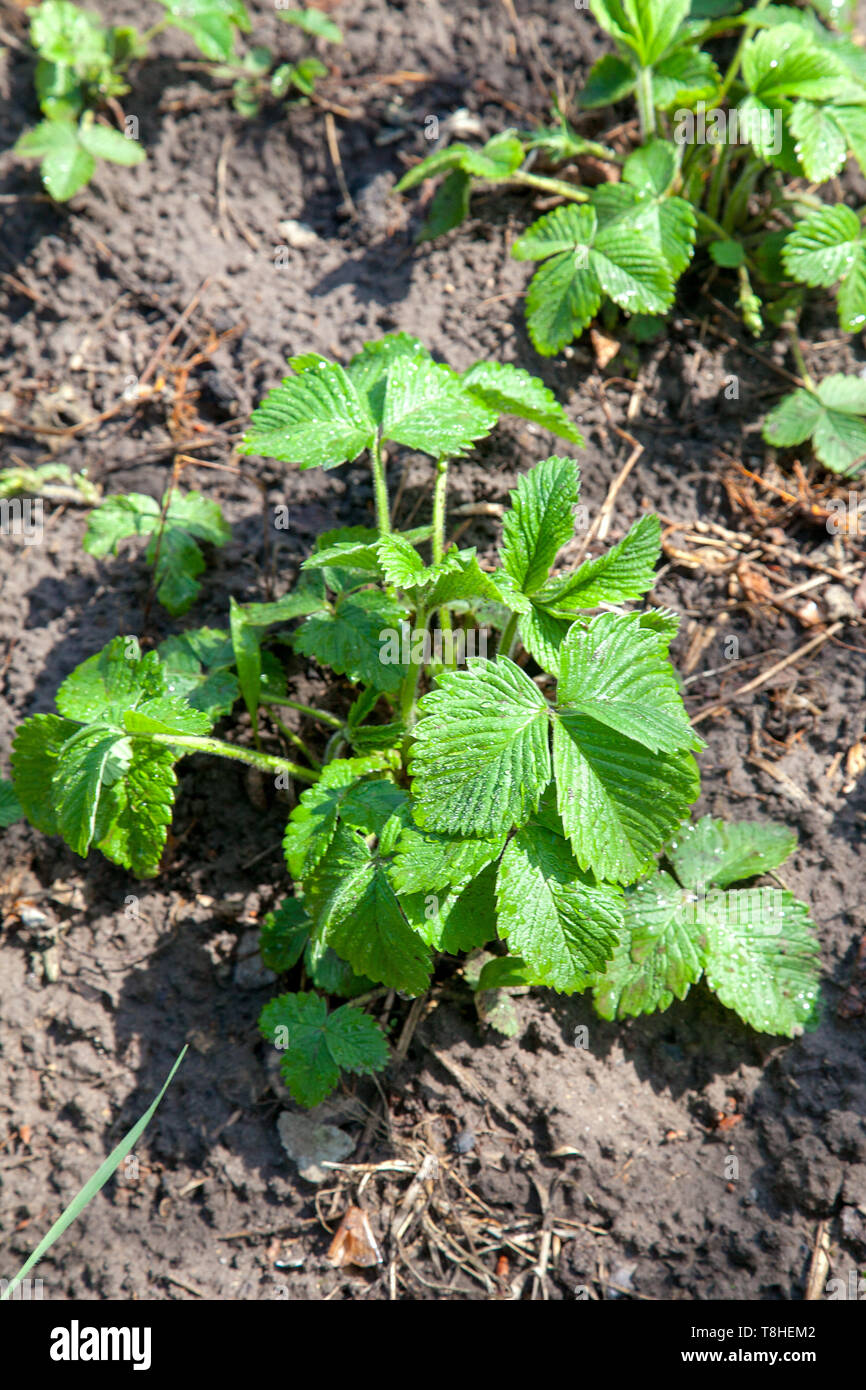 Bush of strawberry with young green leaves growing in the ground. The ...