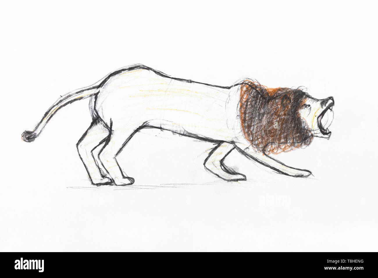 roaring lion with brown mane hand-drawn by colour pencils on white paper Stock Photo
