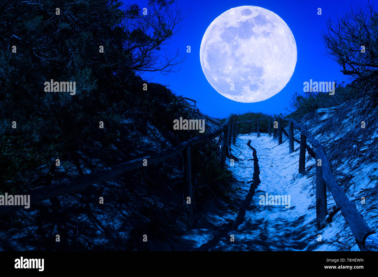 path through the beach at night under the super moon Stock Photo - Alamy