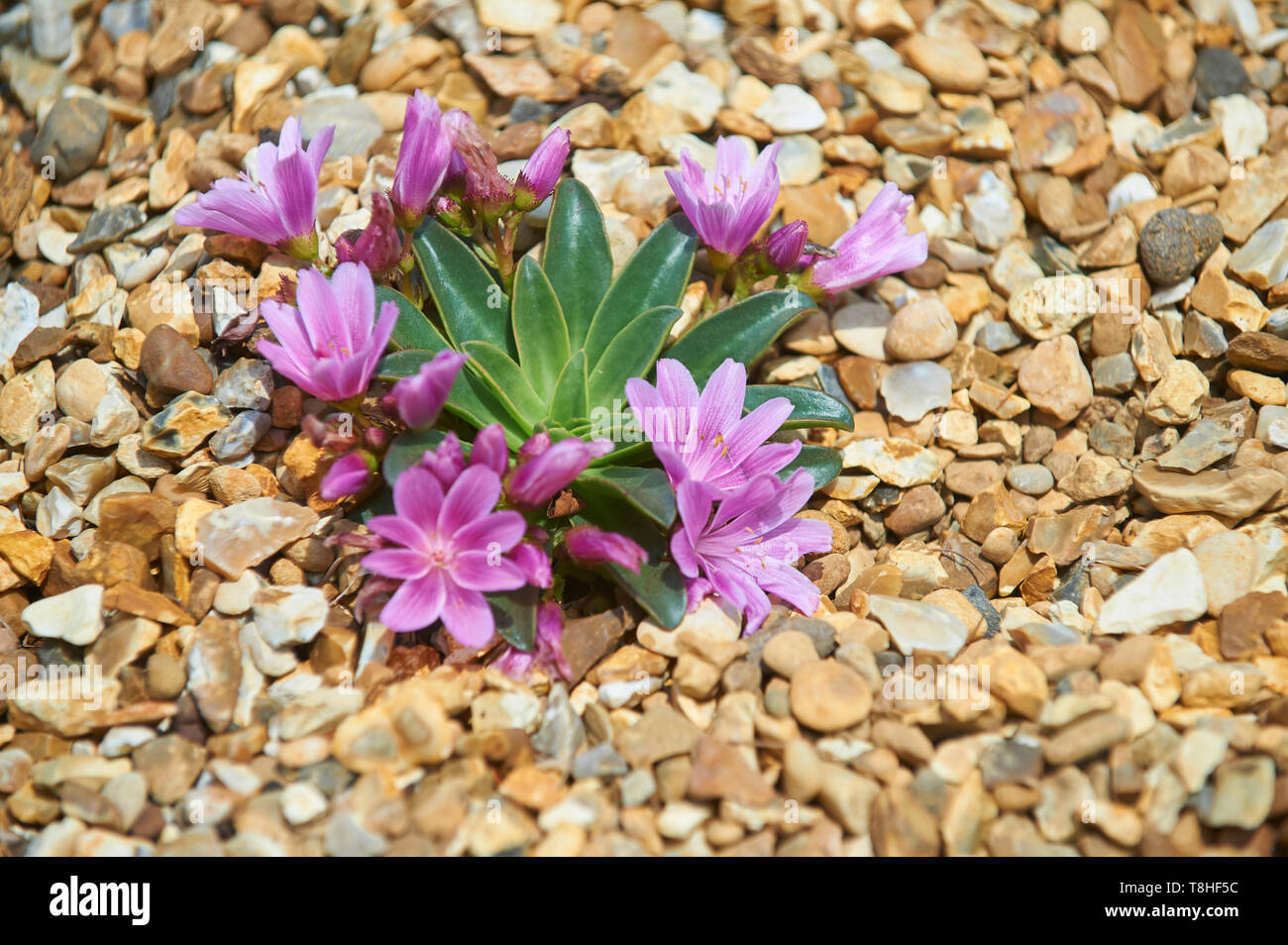 Lewisia 'Brynhyfryd' Hybrid growing amongst gravel in the summer sunshine, UKm GB Stock Photo