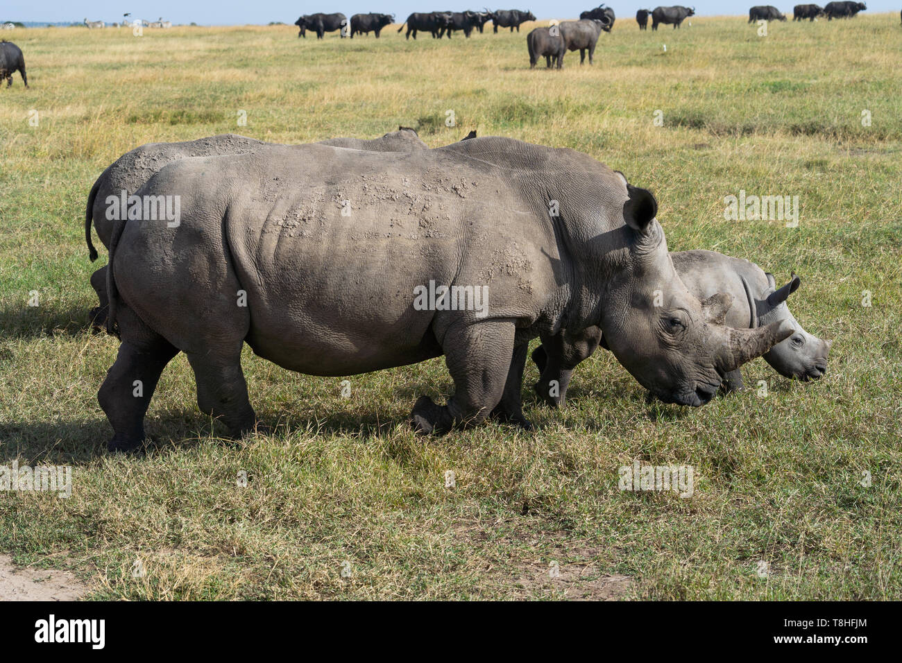 Rhino and baby walking through grass in africa Stock Photo