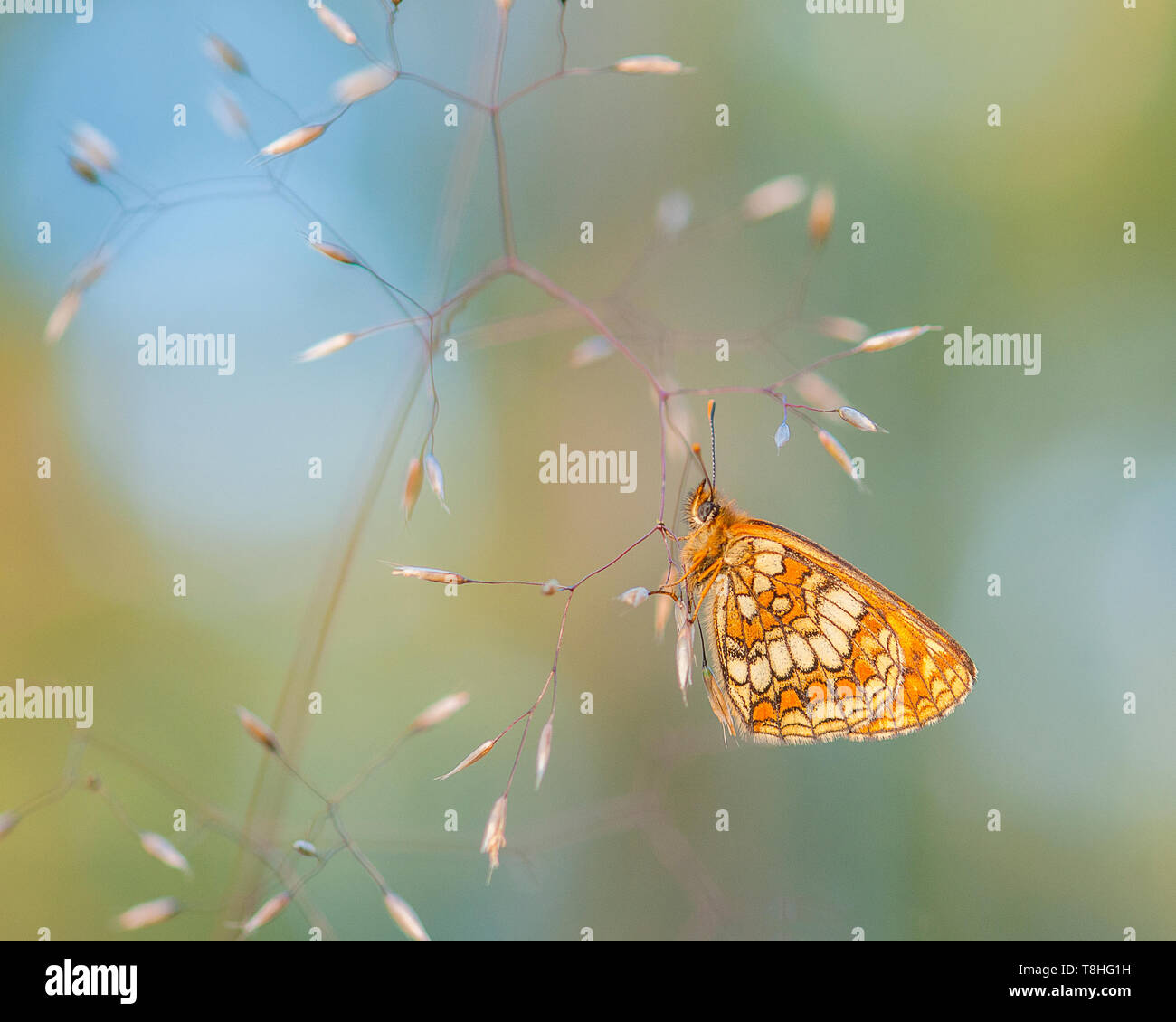 Heath fritillary butterfly hanging in the grass on pretty bokeh background Stock Photo