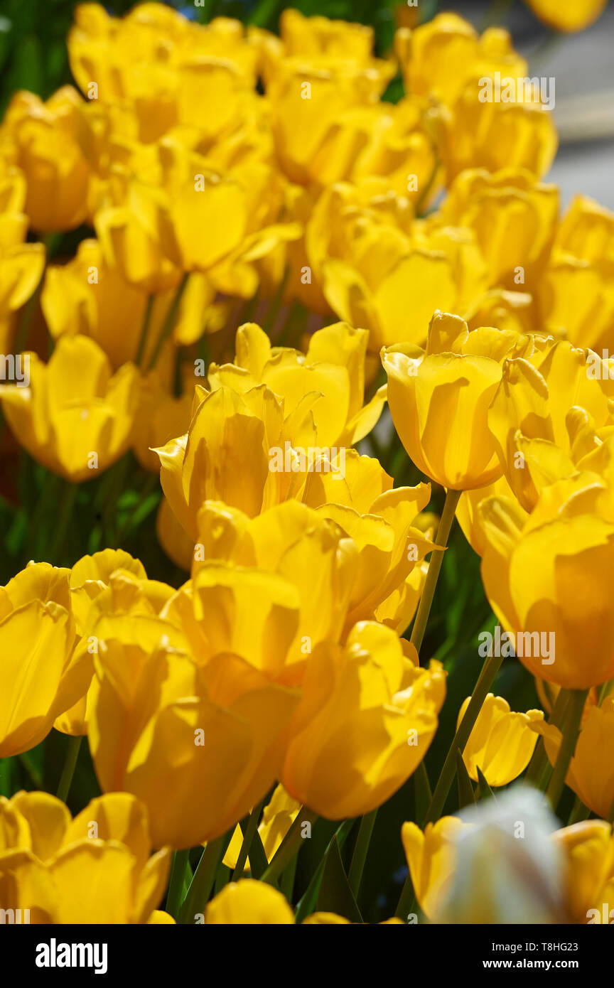 Bright yellow Tulips (tulipa gesneriana) flowering in the bright spring sunshine, East Yorkshire, England, UK, GB. Stock Photo
