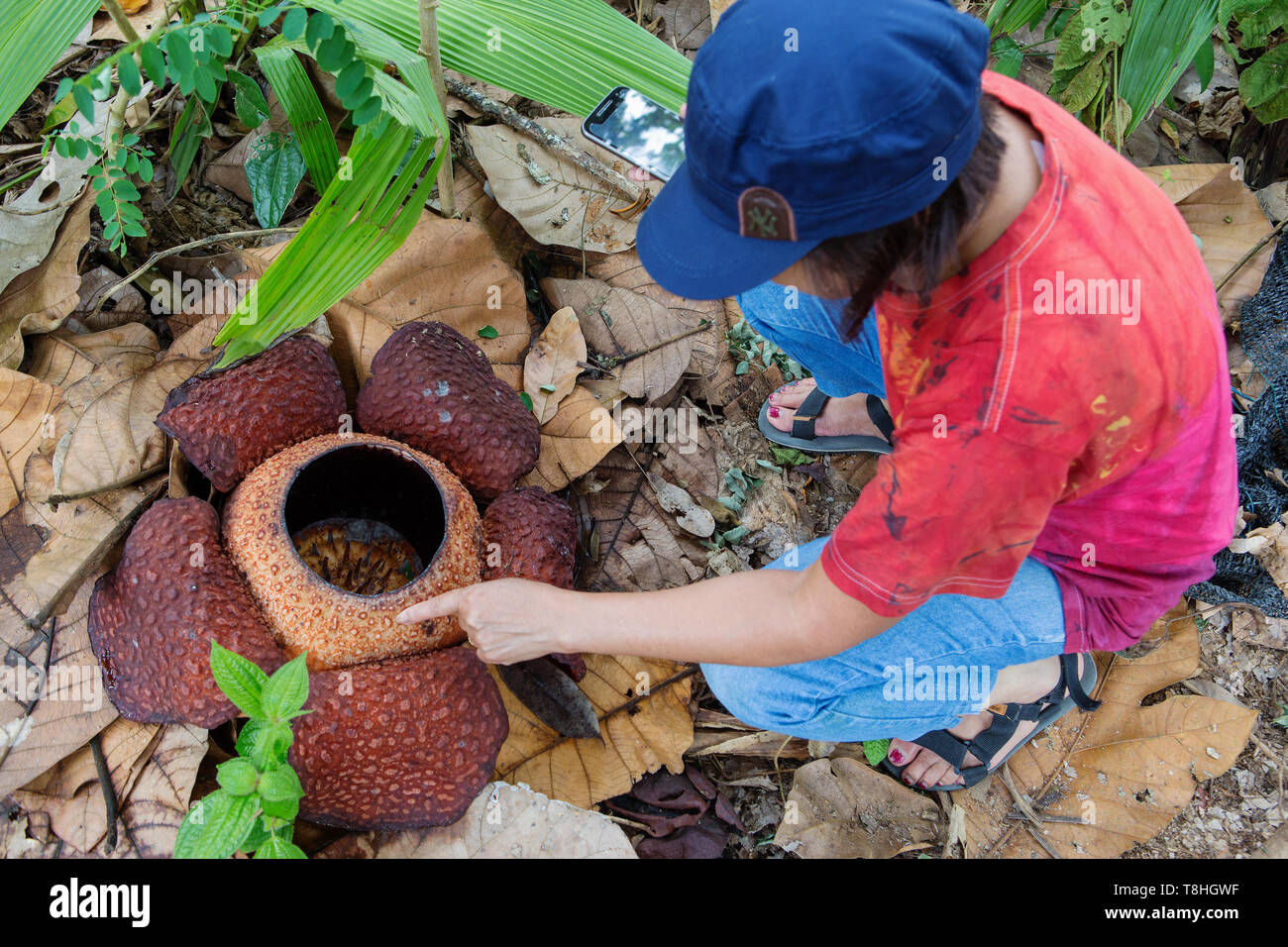 A four day old rafflesia blooming near  Kampung Poring Sabah Malaysia, sometimes called a corpse flower and parasitic on the vine of tetrastigma Stock Photo