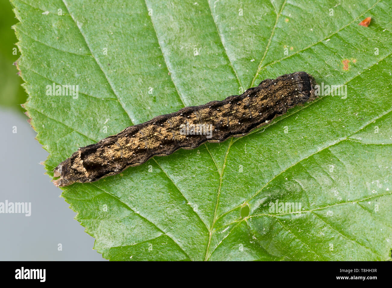 Munda hires stock photography and images Alamy