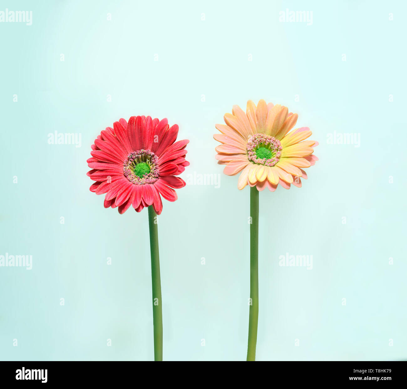 Gerbera daisy on blue background. Minimalistic concept. Stock Photo