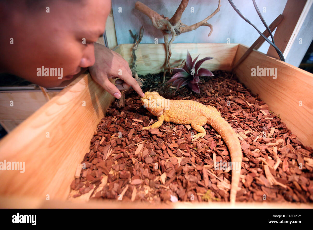 Yangon, Myanmar. 12th May, 2019. Aung Khant Zaw strokes his pet bearded dragons in Yangon, Myanmar, May 12, 2019. Aung Khant Zaw, an exotic pet lover, grabbed the interest in reptiles in 2015 when he started his collection from a pair of geckos and he has over 50 different kinds of reptiles now. Credit: U Aung/Xinhua/Alamy Live News Stock Photo