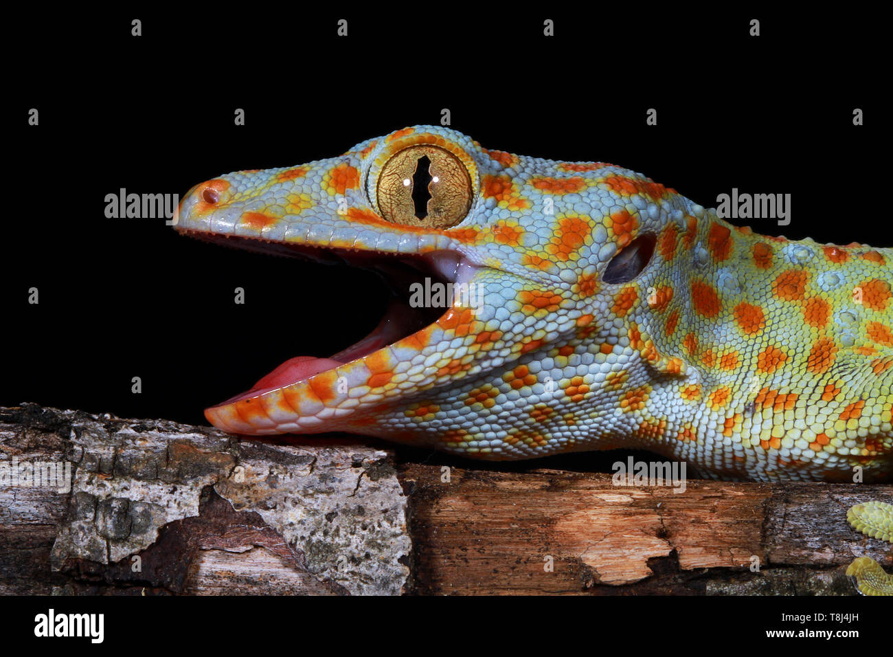 Close up Of A Tokay Gecko West Java Indonesia Stock Photo Alamy Close up Of A Tokay Gecko West Java Indonesia Stock Photo Alamy