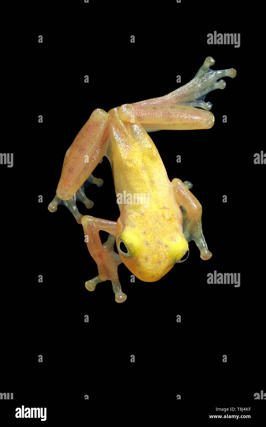 Overhead view of a Golden tree frog, Indonesia Stock Photo