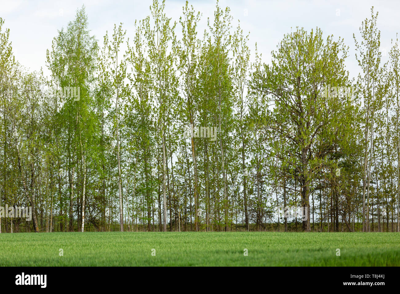 Agriculture field with green trees in background Stock Photo - Alamy