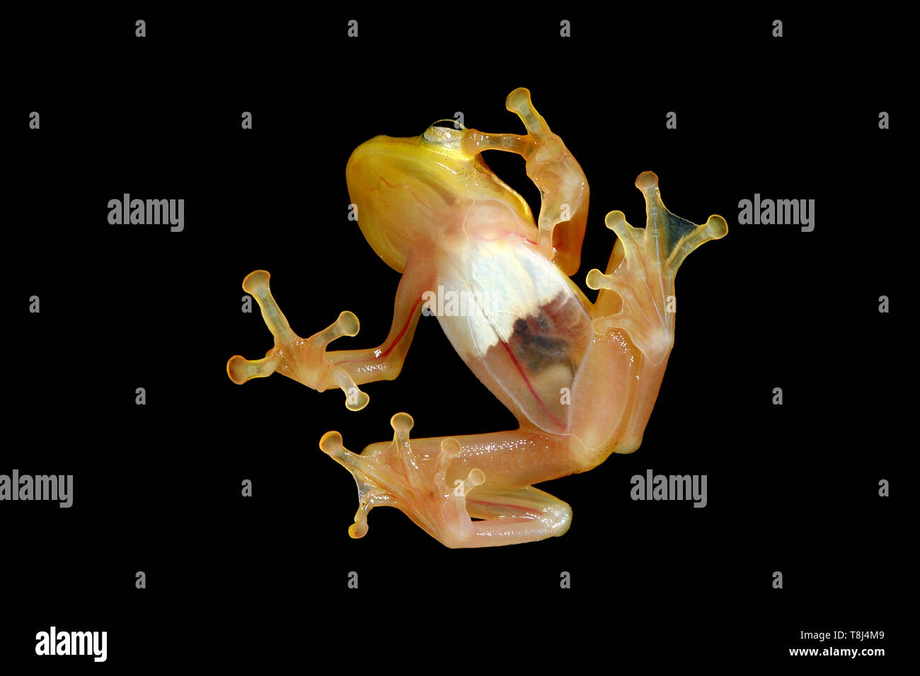 Golden tree frog on a piece of glass, Indonesia Stock Photo