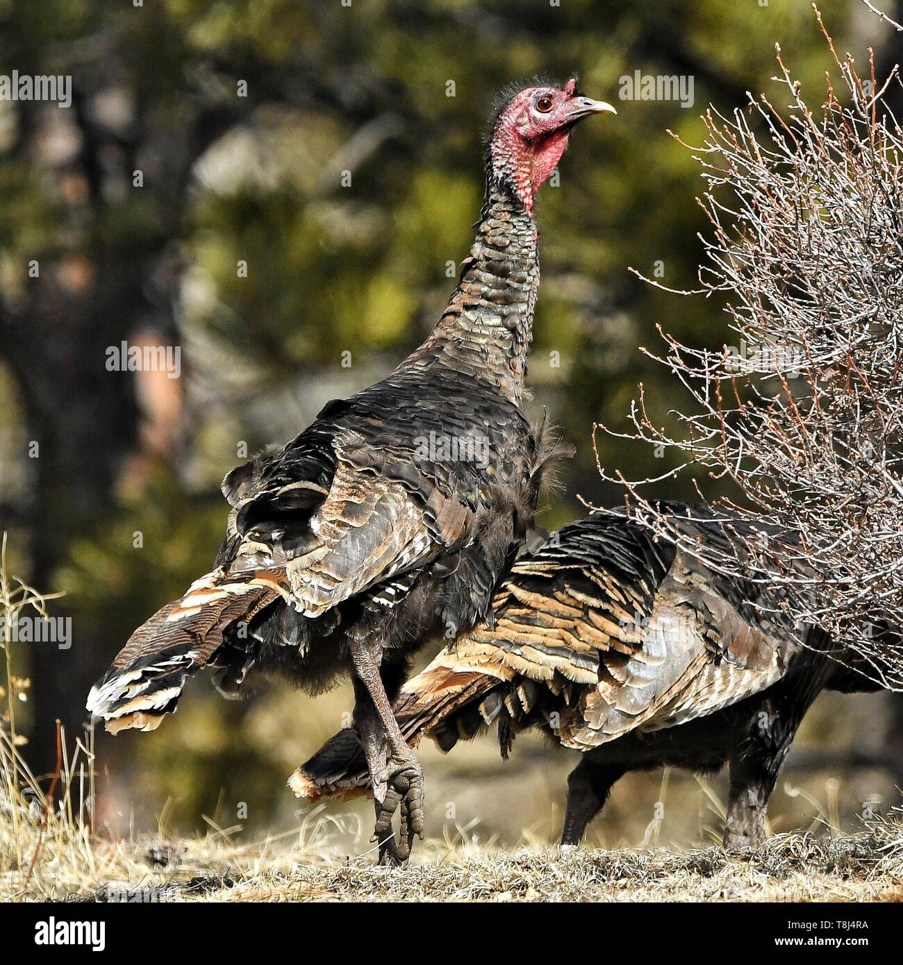 Wild Mountain Turkey, Colorado, United States Stock Photo