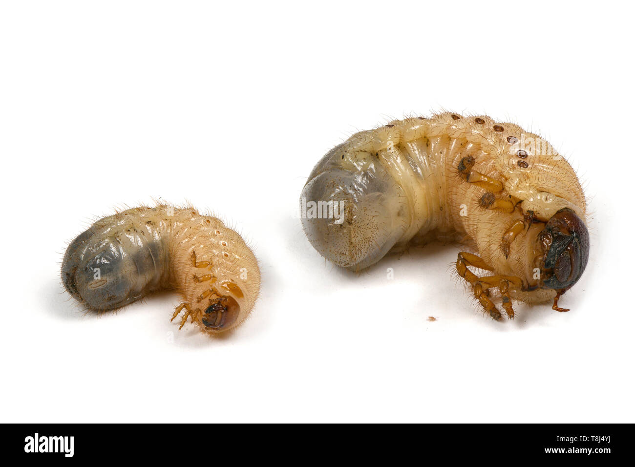 Concept photo larva of two beetles, rhinoceros beetle (Oryctes nasicornis) and may-bug (Melolontha)  and their acarus, parasite of their species, isol Stock Photo