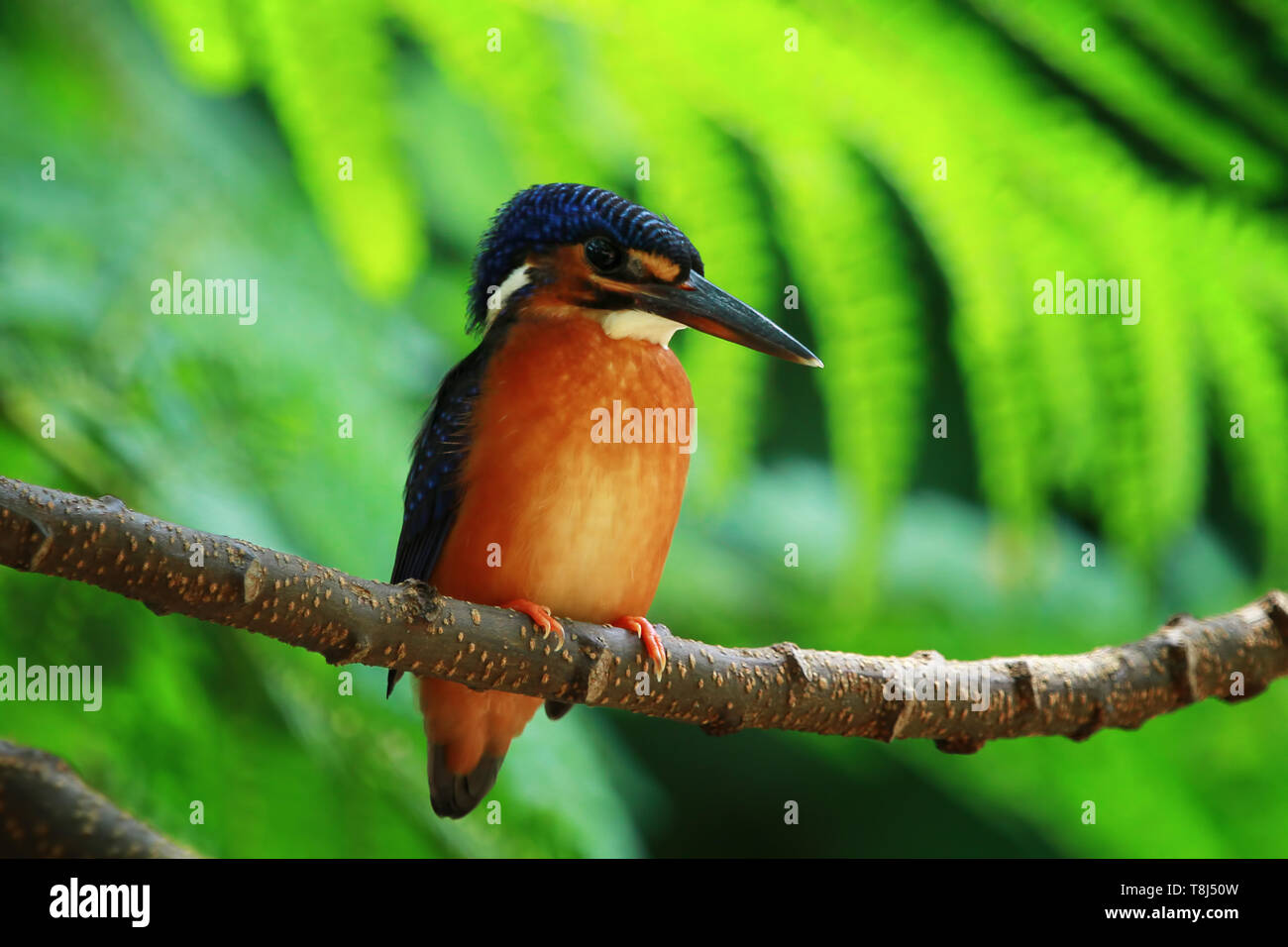 Common kingfisher on a branch, Indonesia Stock Photo