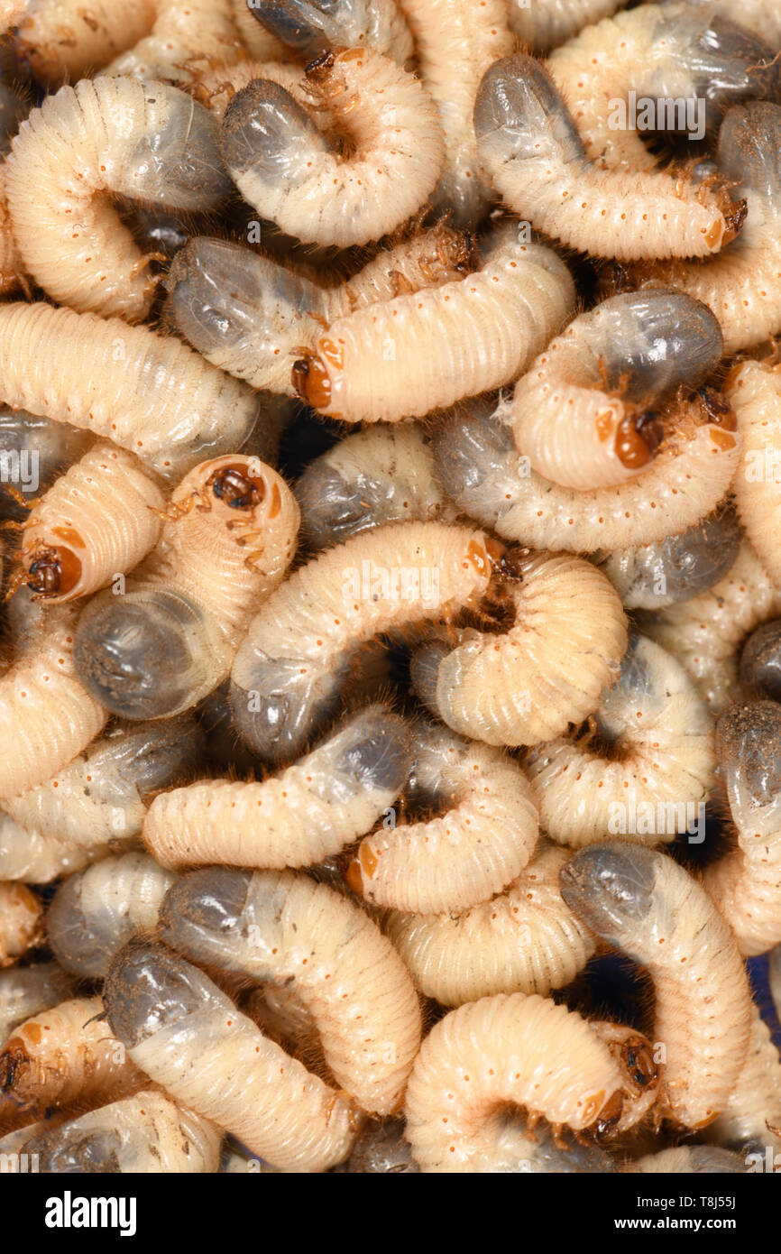Background of  larva of a may beetle (Melolontha). High resolution photo Stock Photo