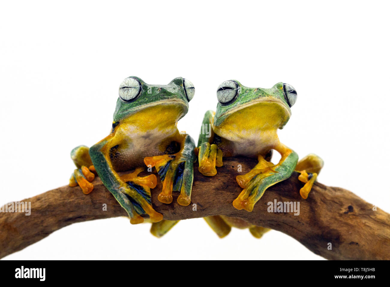 Two Javan tree frogs sitting on a branch, Indonesia Stock Photo