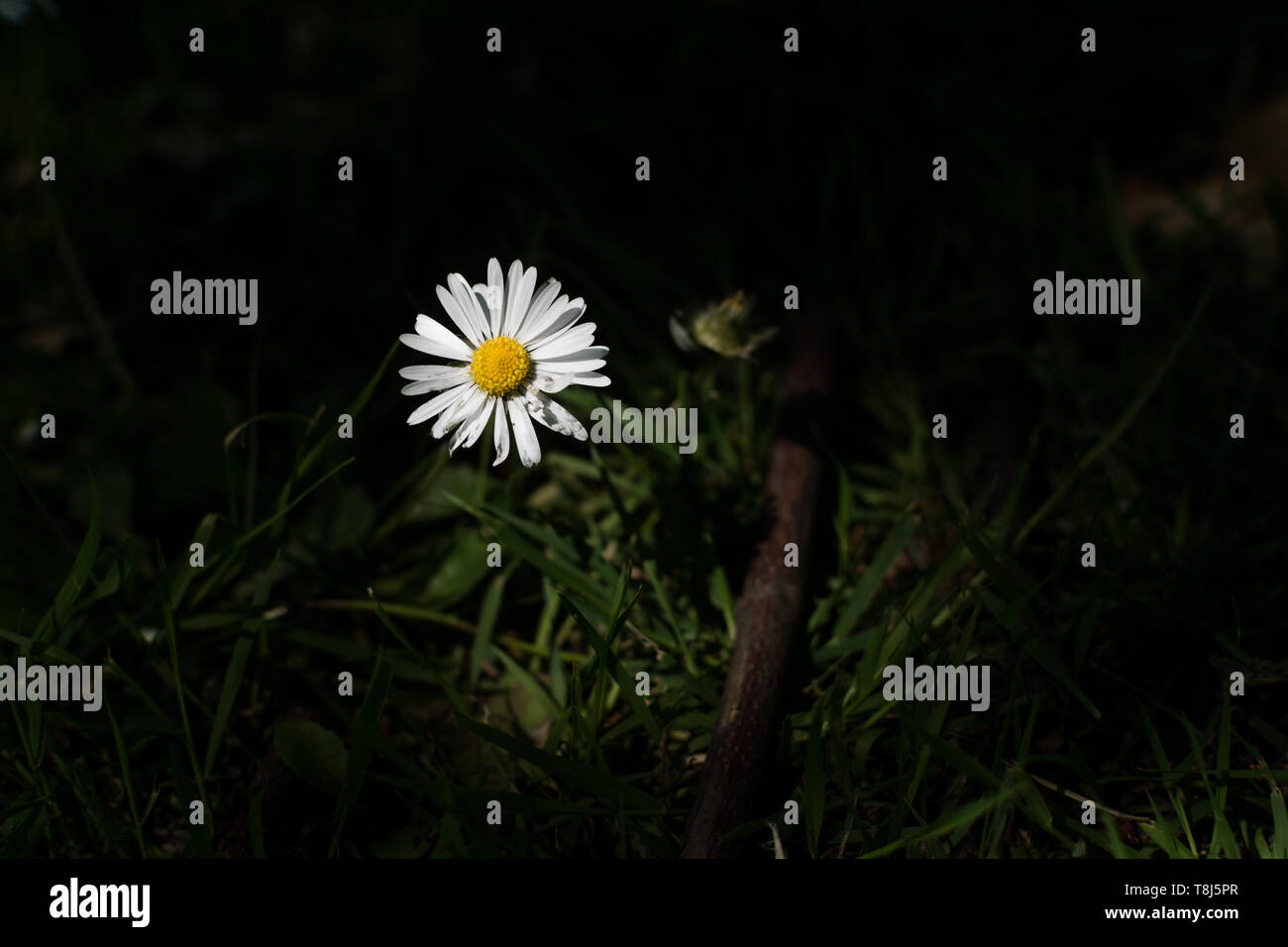 Daisy, Night Flower, Bellis perennis Stock Photo