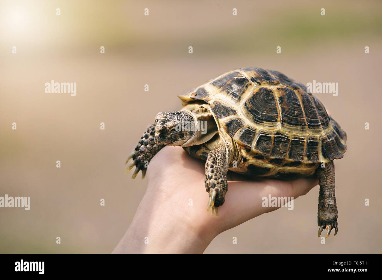 turtle on hand close up. The concept of human friendship with the animal world. Helping needy animals Stock Photo - Alamy turtle on hand close up. The concept of human friendship with the animal world. Helping needy animals Stock Photo - Alamy