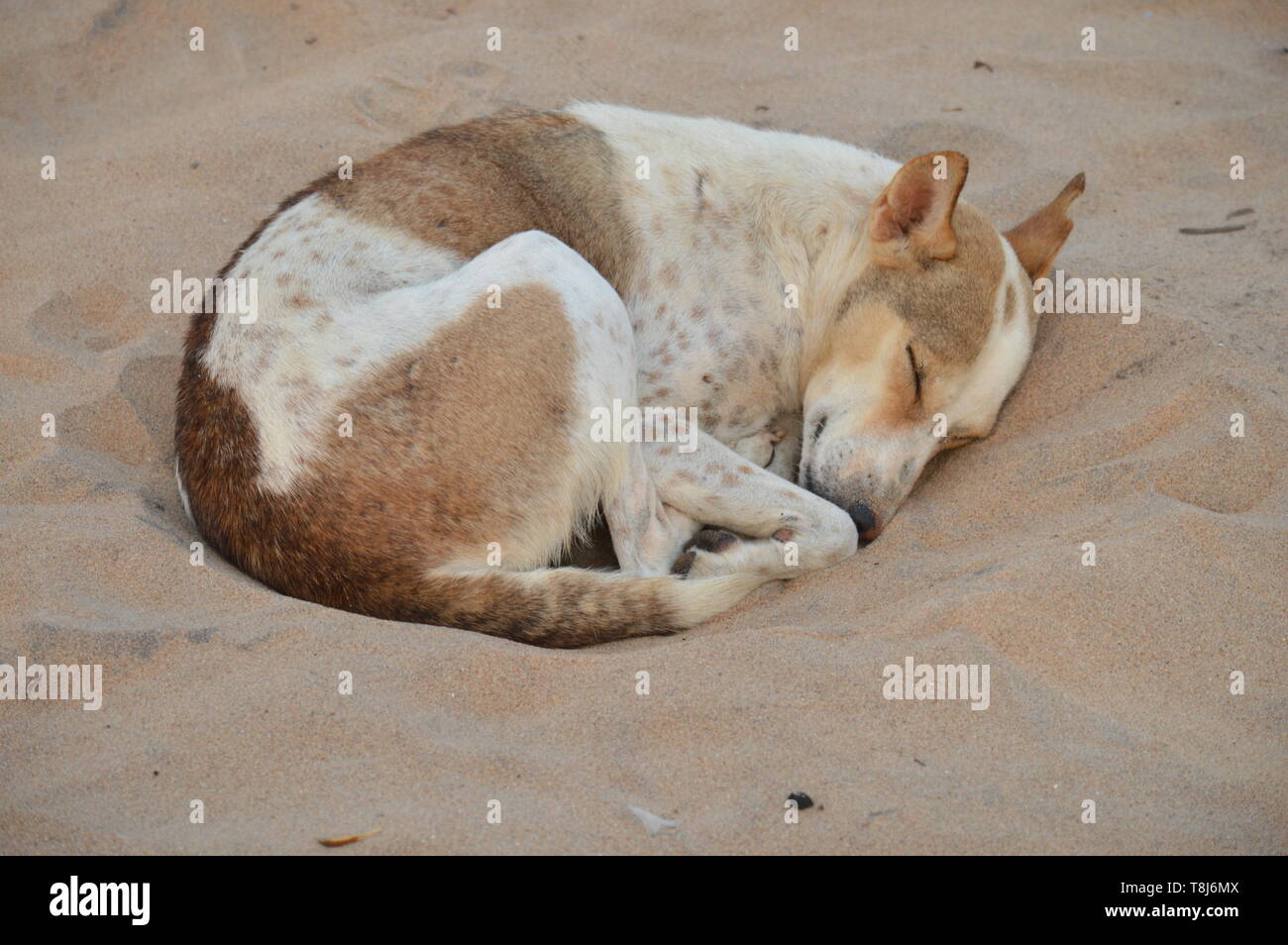 Indian pariah dog sleeping on beach sand in Visakhapatnam. Stock Photo