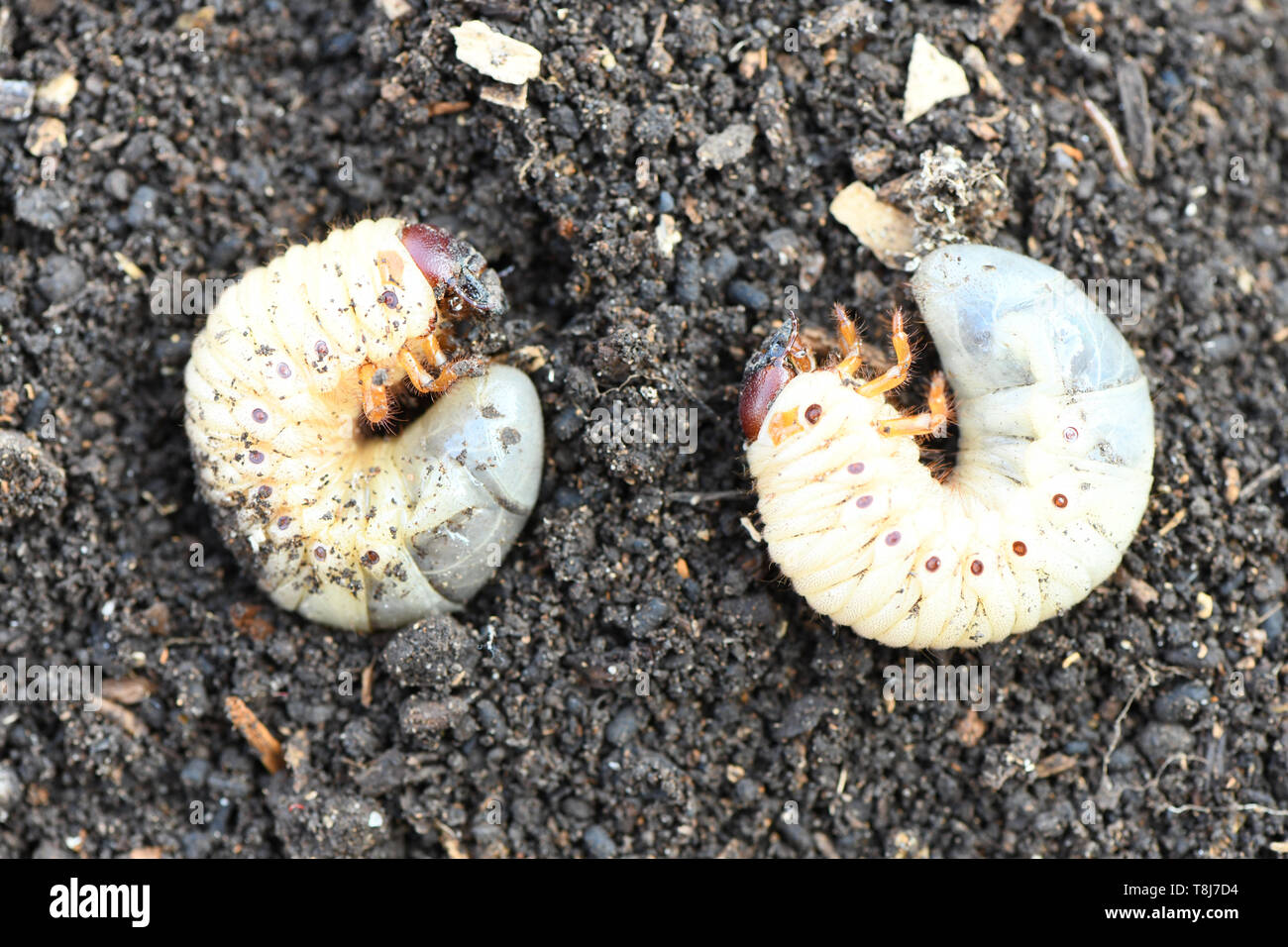 Larva of two may beetle (Melolontha) on the dirt. High resolution photo. Stock Photo