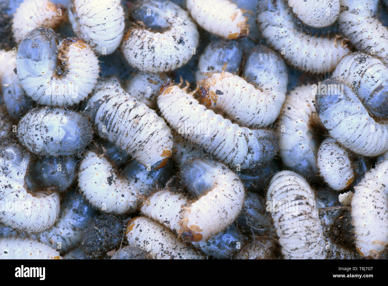 Background of  larva of a may beetle (Melolontha). High resolution photo Stock Photo