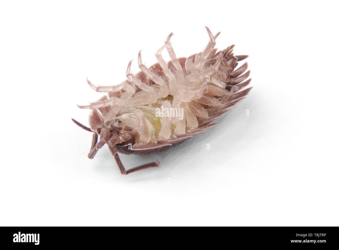 Close up view of a common woodlice (Porcellio scaber) from the front isolated on a white background with soft shadow Stock Photo