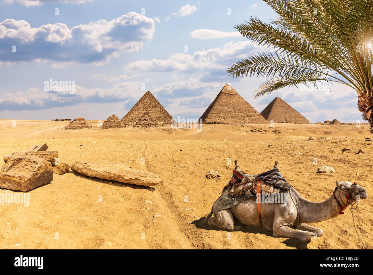 The Great Pyramids: desert of Giza scenery with a camel and palm trees ...