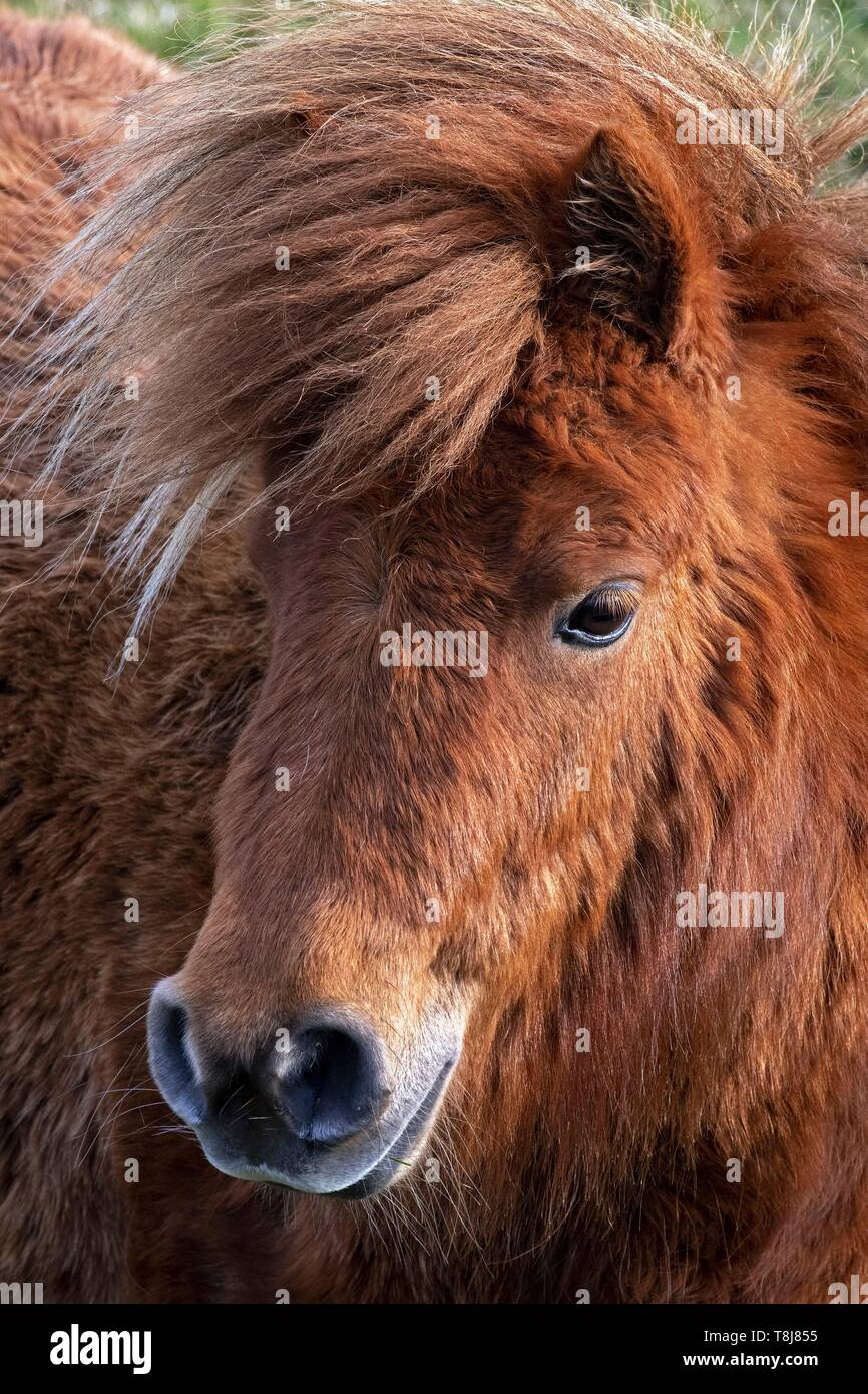 Ireland, County Donegal, Glenveagh National Park, Dunlewy, Shetland poneys Stock Photo