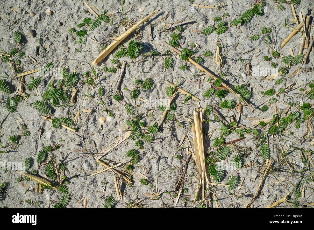 Texture of Sandy Lake Shore with Grass on Harsh Sunlight Stock Photo