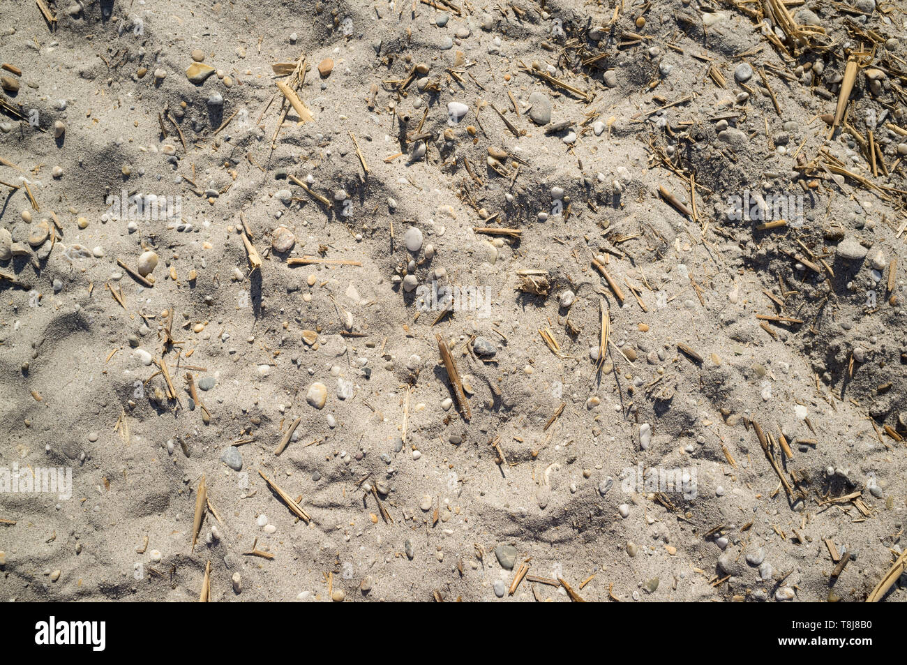 Texture of Lakeside Sand with Small Stones Pieces of Wood and Human Footprints Stock Photo