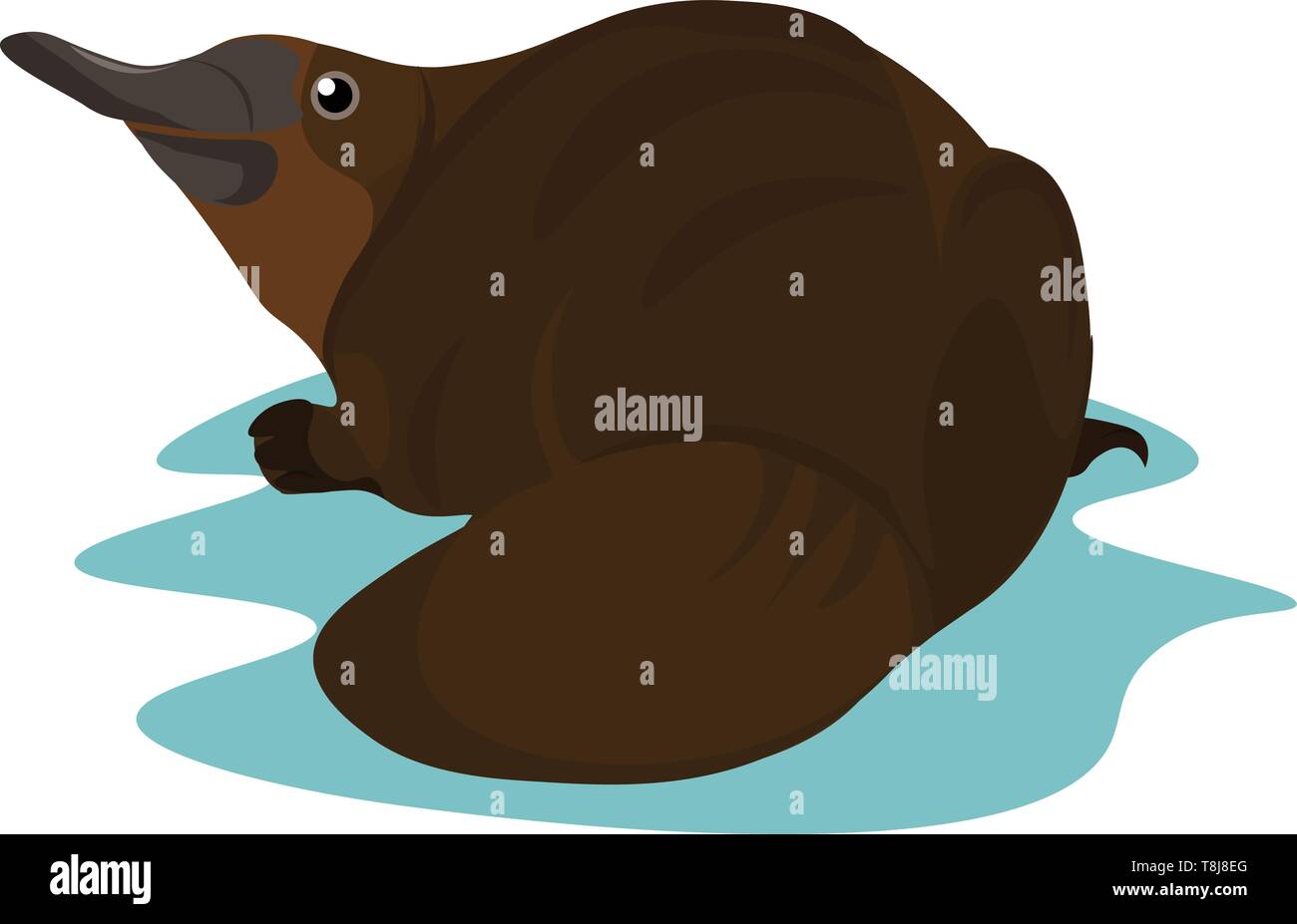 A brown platypus with an elongated bill, short tail, webbed feet, and dense fur, keenly looks to the left while lying on the water over white backgrou Stock Vector