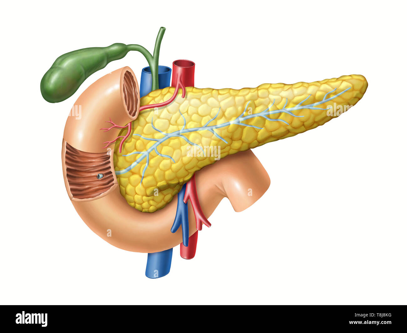 Anatomy drawing showing the pancreas, duodenum, and gallbladder. Digital illustration Stock Photo