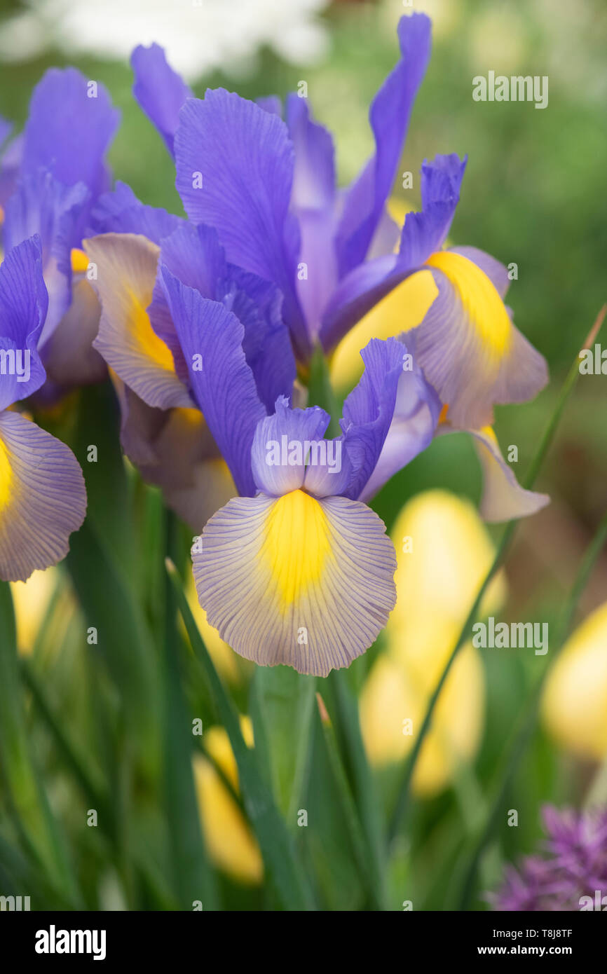 Iris x Hollandica 'Gypsy beauty'. Dutch Irises 'Gypsy Beauty' flowers