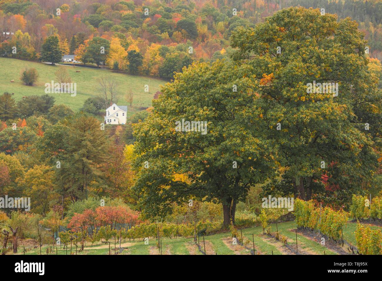 Canada, Nova Scotia, Bear River, hillside landscape, autumn Stock Photo