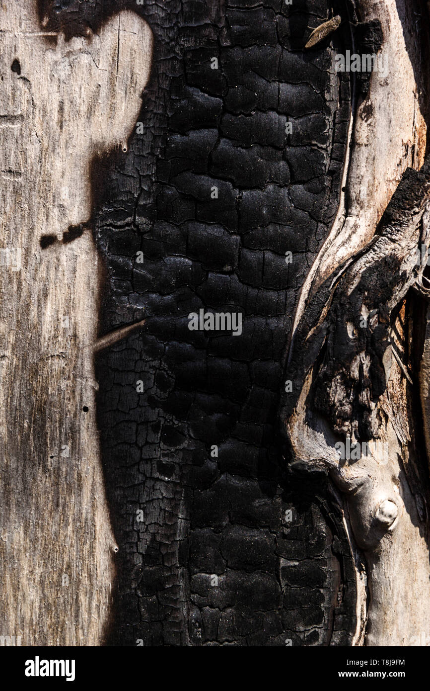 Details with patterned surface texture of burnt wood Stock Photo