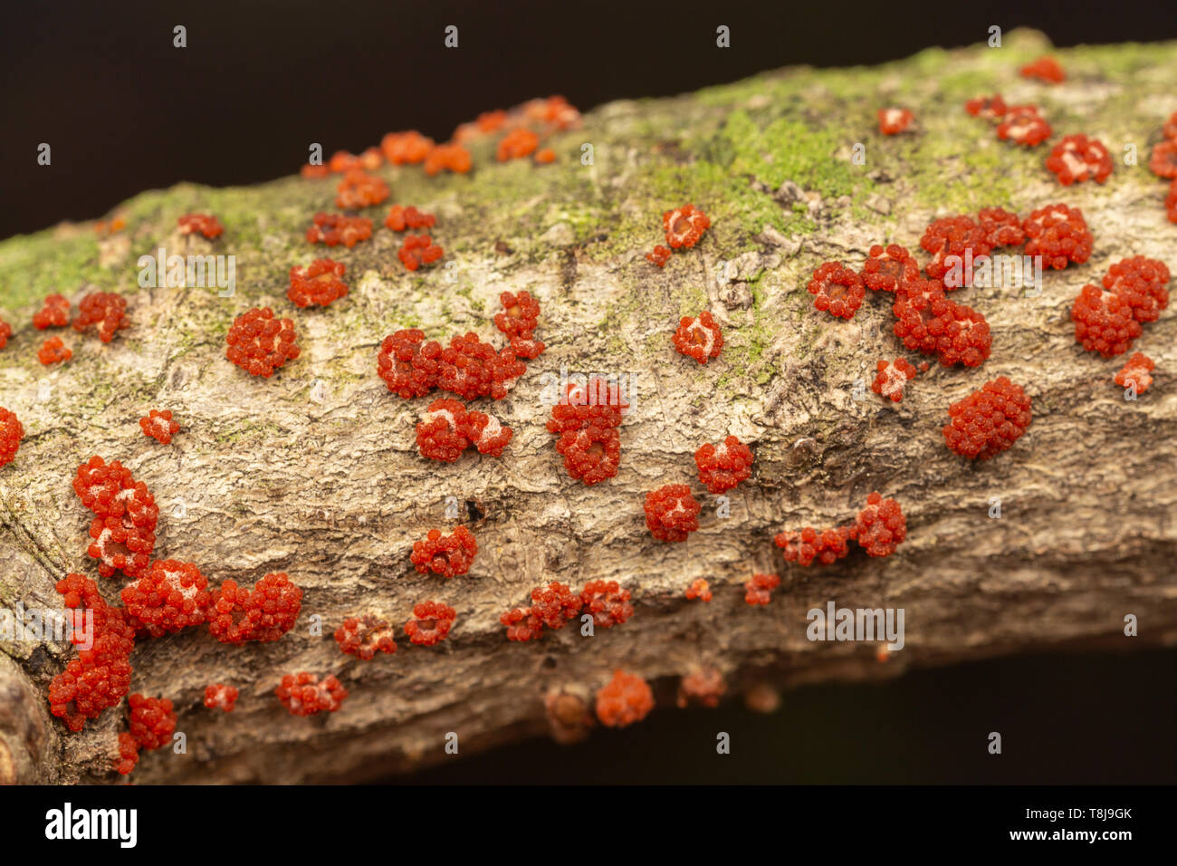 A plant pathogen (Neonectria sp.), growing on a tree branch. Stock Photo