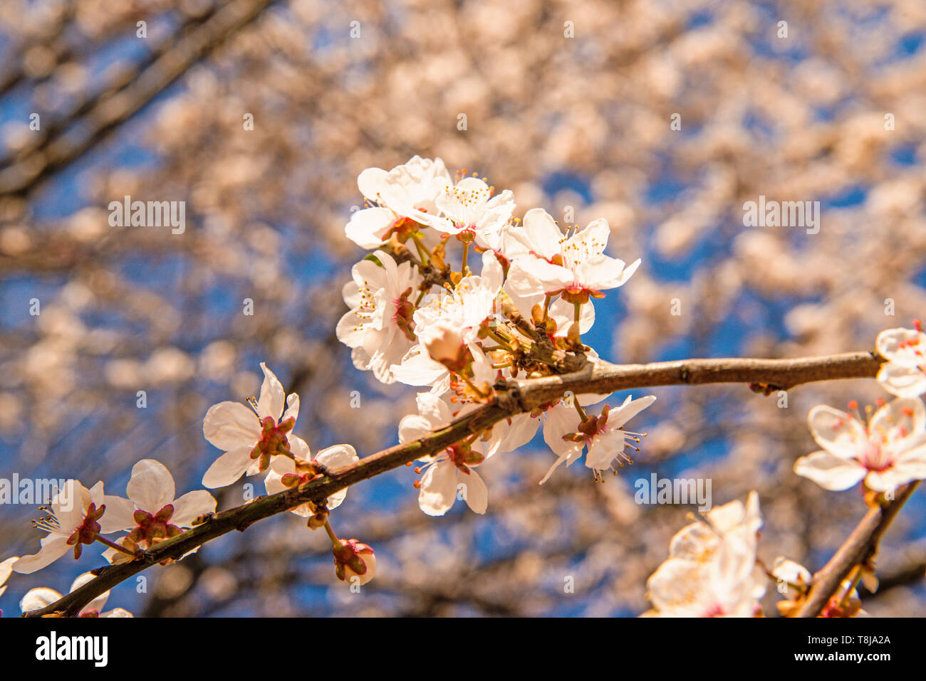 mirabelle blossom on a blue sky Stock Photo