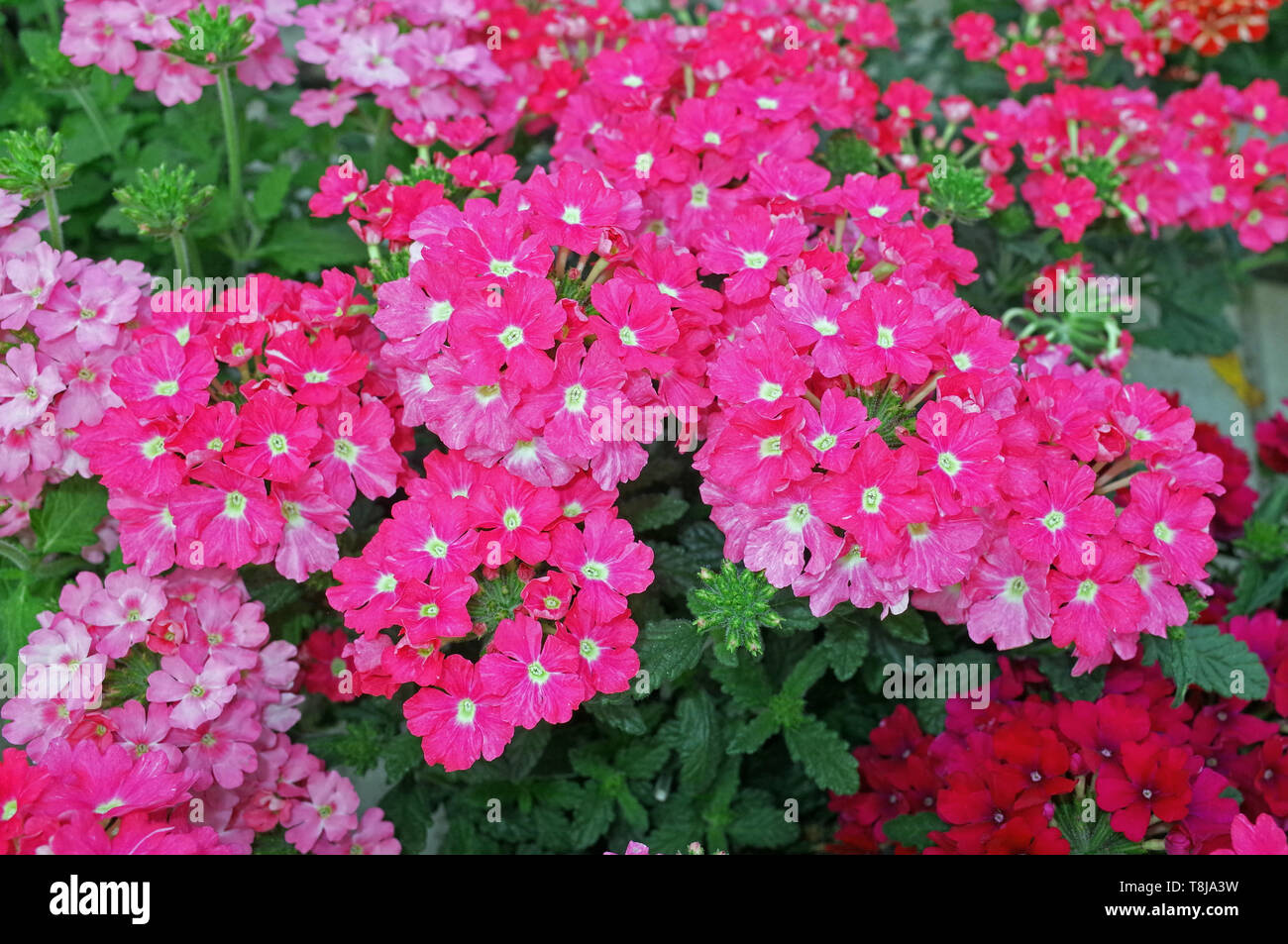 Spring flowers bloom verbena hi-res stock photography and images - Alamy