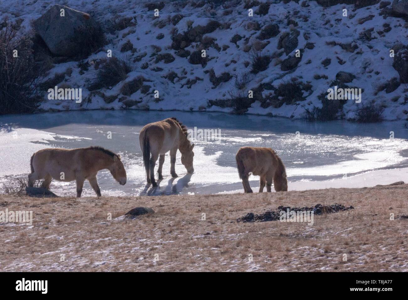Mongolia, Hustai National Park, Przewalski's horse or Mongolian wild horse or Dzungarian horse ( Equus przewalskii or Equus ferus przewalskii), reintroduced from 1993 into Khustain Nuruu National Park Stock Photo