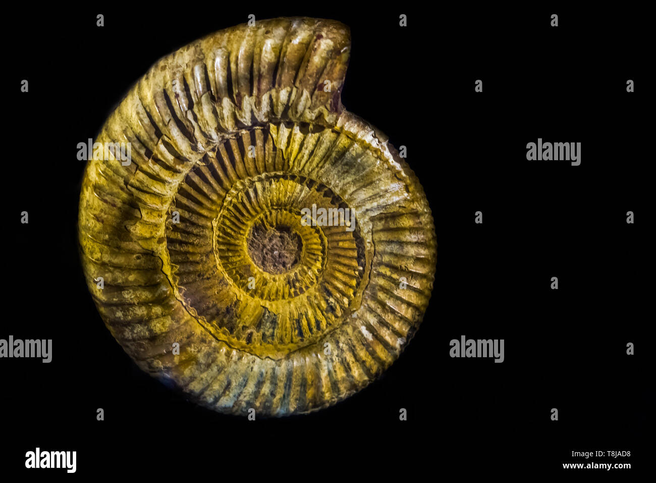 the shell of a perisphinctes ammonite, the fossil of a extinct water ...