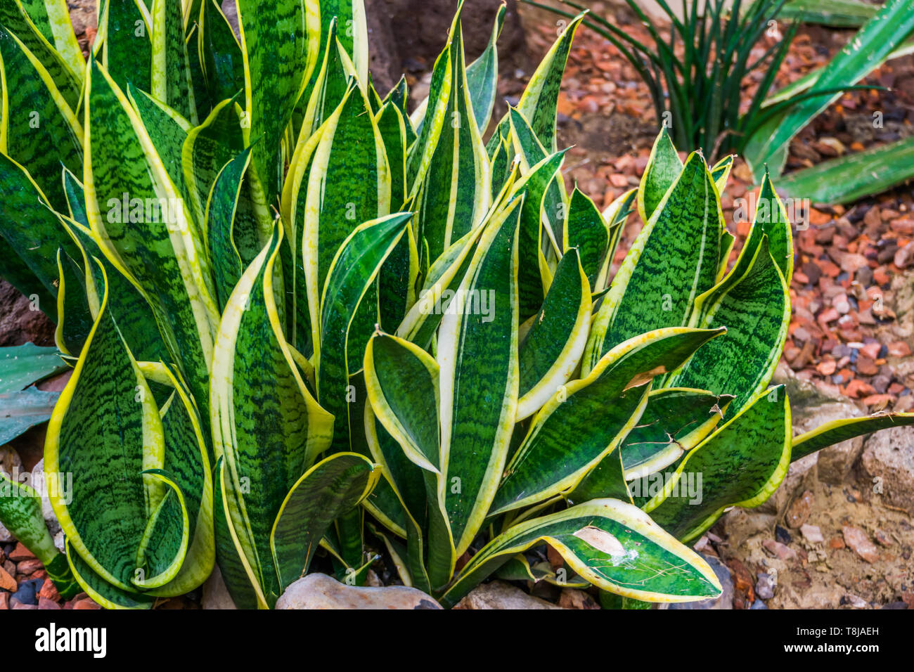 snake plant leaves in closeup in a tropical garden, very popular plant in horticulture, decorative garden and houseplants Stock Photo