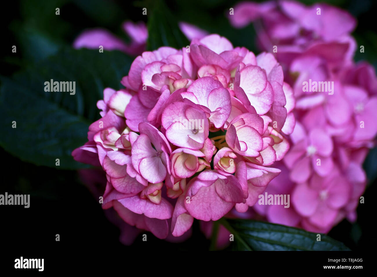 A pink hydrangea Stock Photo - Alamy