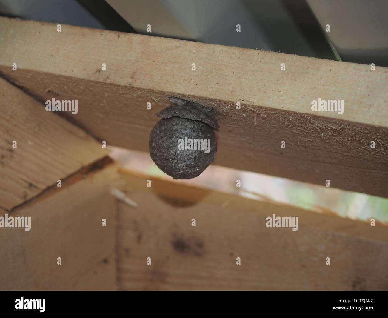 The wasp builds a spherical nest. Dangerous insect. Animal Stock Photo