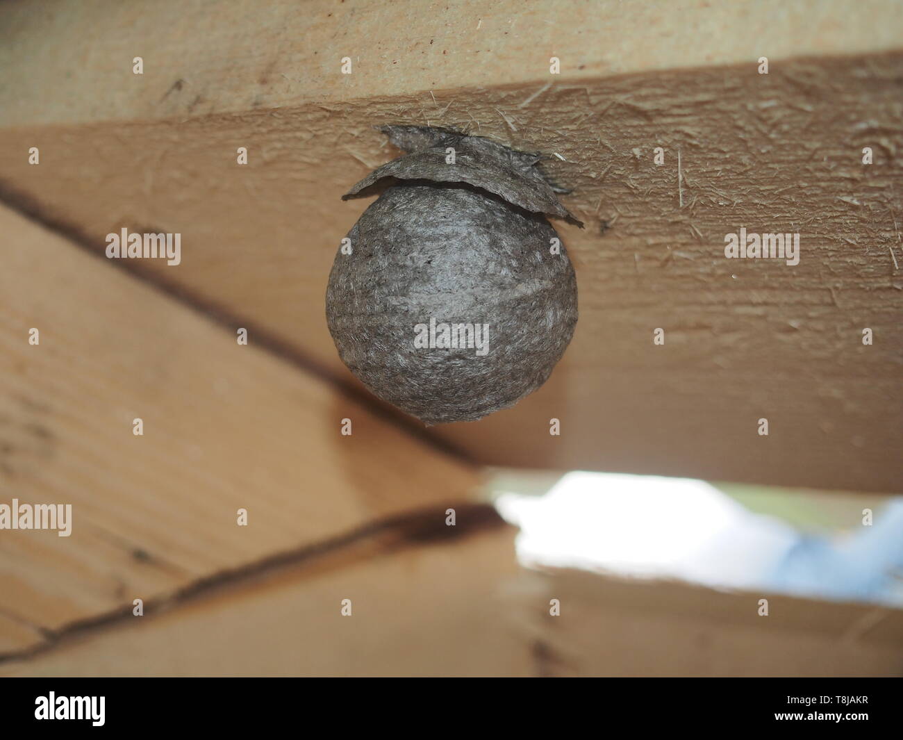 The wasp builds a spherical nest. Dangerous insect. Animal Stock Photo