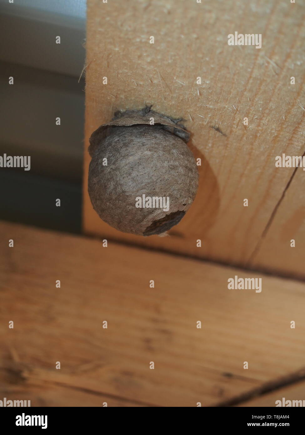 The wasp builds a spherical nest. Dangerous insect. Animal Stock Photo