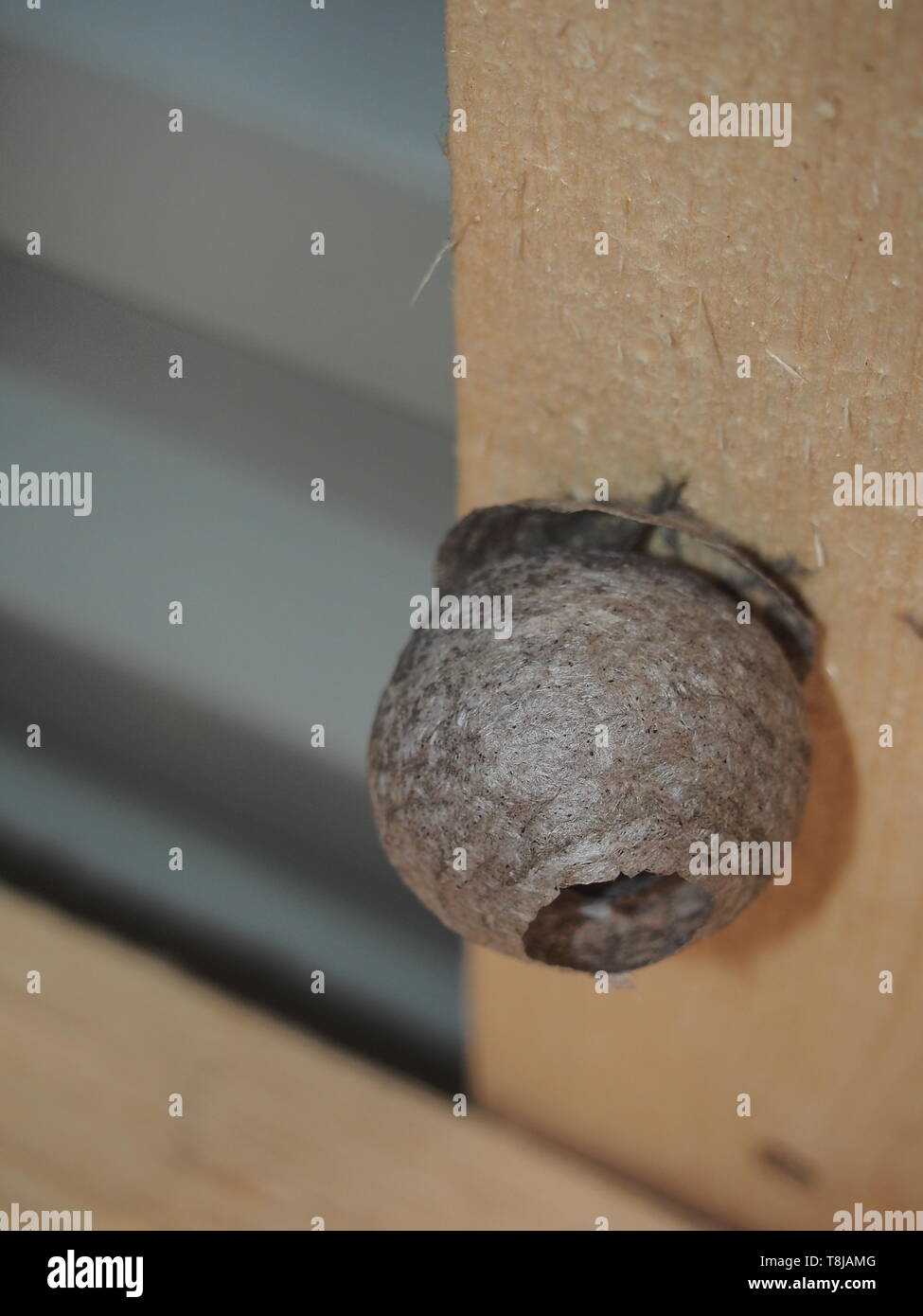 The wasp builds a spherical nest. Dangerous insect. Animal Stock Photo